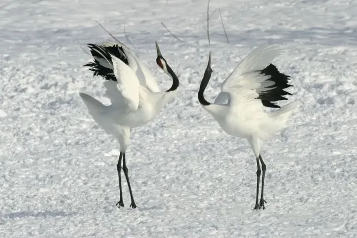 Framed Print : Red-crowned Crane - pair displaying Hokkaido, Japan Framed Print : Red-crowned Crane - pair displaying Hokkaido, Japan
