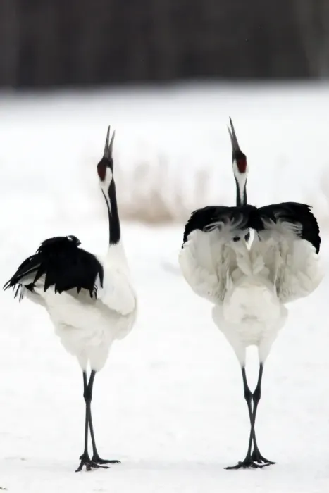 Framed Print : Red-crowned Crane - pair displaying Hokkaido, Japan