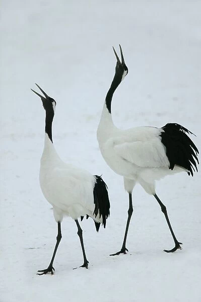 Red-crowned Crane - pair displaying Hokkaido, Japan
