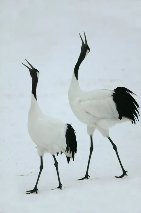 Framed Print : Red-crowned Crane - pair displaying Hokkaido, Japan Framed Print : Red-crowned Crane - pair displaying Hokkaido, Japan