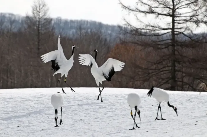 Framed Print : Red-crowned Crane - pair displaying - Kushiro - Hokkaido Island - Japan Framed Print : Red-crowned Crane - pair displaying - Kushiro - Hokkaido Island - Japan