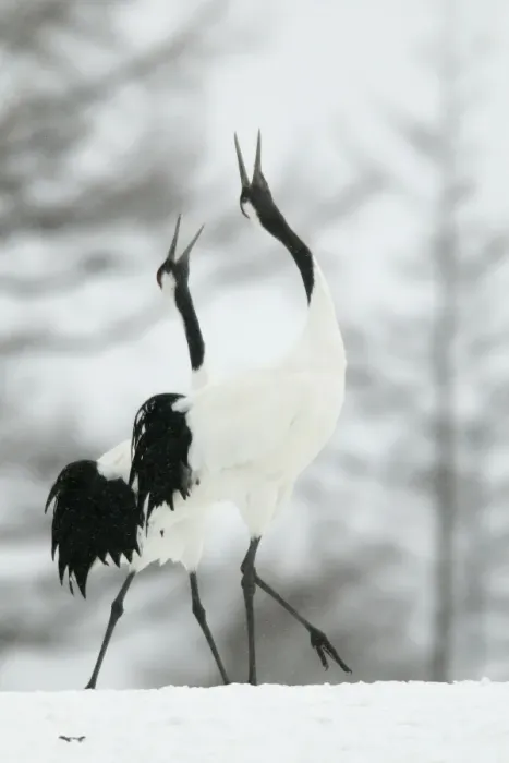 Framed Print : Red-crowned Crane - pair displaying in snow Hokkaido, Japan Framed Print : Red-crowned Crane - pair displaying in snow Hokkaido, Japan