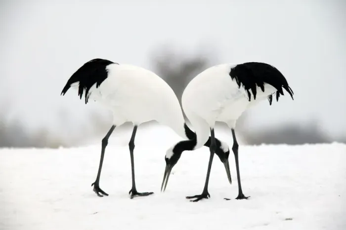 Framed Print : Red-crowned Crane - pair Hokkaido, Japan Framed Print : Red-crowned Crane - pair Hokkaido, Japan