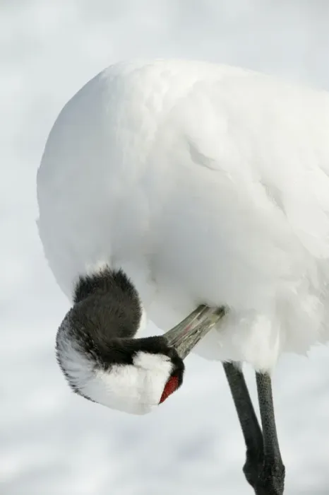 Framed Print : Red-crowned Crane - preening Hokkaido, Japan Framed Print : Red-crowned Crane - preening Hokkaido, Japan