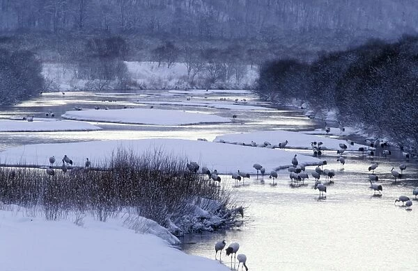 Red-crowned Crane - By river - Kushiro Shitsugen National Park - Hokkaido - Japan - eastern Eurasia JPF40181