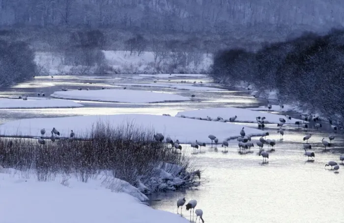 Framed Print : Red-crowned Crane - By river - Kushiro Shitsugen National Park - Hokkaido - Japan - eastern Eurasia JPF40181 Framed Print : Red-crowned Crane - By river - Kushiro Shitsugen National Park - Hokkaido - Japan - eastern Eurasia JPF40181