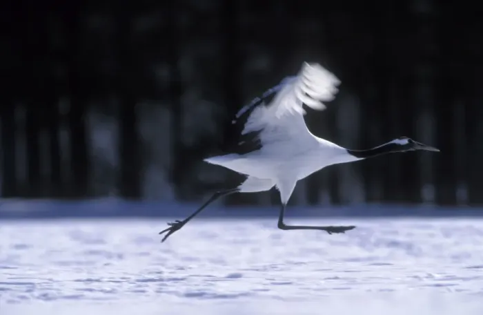 Framed Print : Red-crowned Crane - Running to take flight - Kushiro Shitsugen National Park - Hokkaido - Japan - eastern Eurasia JPF40103 Framed Print : Red-crowned Crane - Running to take flight - Kushiro Shitsugen National Park - Hokkaido - Japan - eastern Eurasia JPF40103
