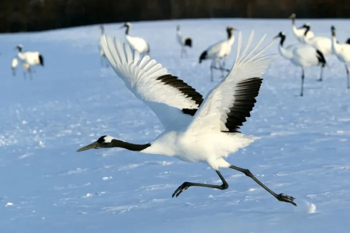 Framed Print : Red-crowned Crane - taking off Hokkaido, Japan Framed Print : Red-crowned Crane - taking off Hokkaido, Japan