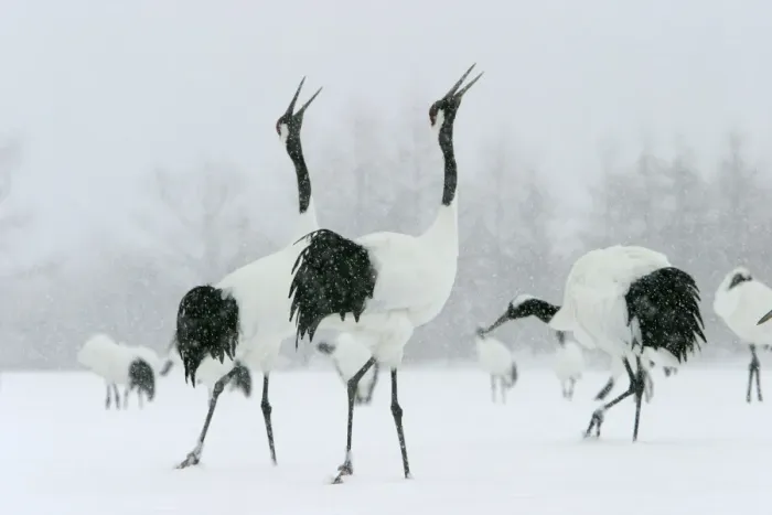 Framed Print : Red-crowned Cranes - displaying Hokkaido, Japan Framed Print : Red-crowned Cranes - displaying Hokkaido, Japan