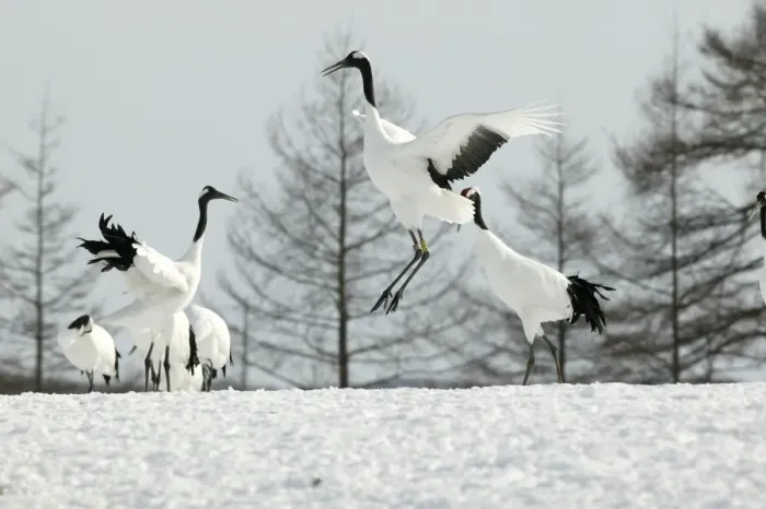 Framed Print : Red-crowned Cranes - displaying Hokkaido, Japan Framed Print : Red-crowned Cranes - displaying Hokkaido, Japan