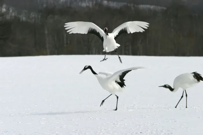 Framed Print : Red-crowned Cranes Hokkaido, Japan Framed Print : Red-crowned Cranes Hokkaido, Japan
