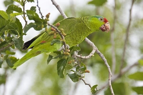 Red-crowned  /  Red-crowned Amazon  /  Green-cheeked Parrot. Allen William's Sanctuary, Pharr Texas in March