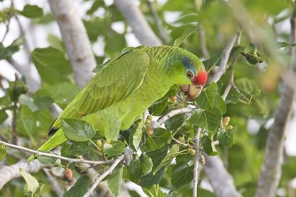 Red-crowned  /  Red-crowned Amazon  /  Green-cheeked Parrot. Allen William's Sanctuary, Pharr Texas in March