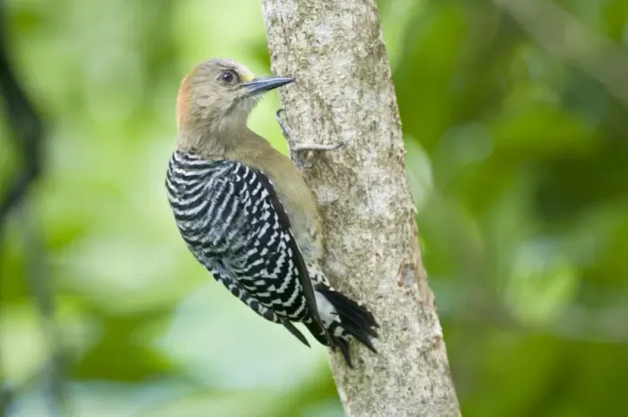 Framed Print : Red-crowned Woodpecker - on tree - Tobago