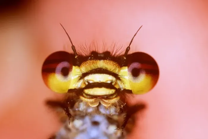 Framed Print : RED DAMSELFLY - close-up of face showing huge compound eyes Framed Print : RED DAMSELFLY - close-up of face showing huge compound eyes