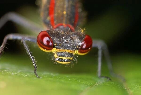 Red Damselfly - huge compound eyes - UK