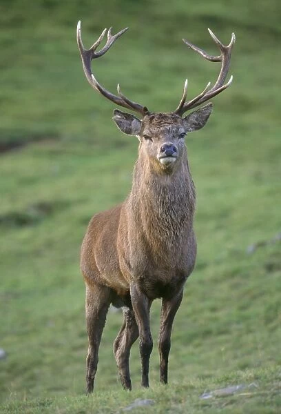 Red Deer. JD-18016. Red DEER. Cervus elaphus