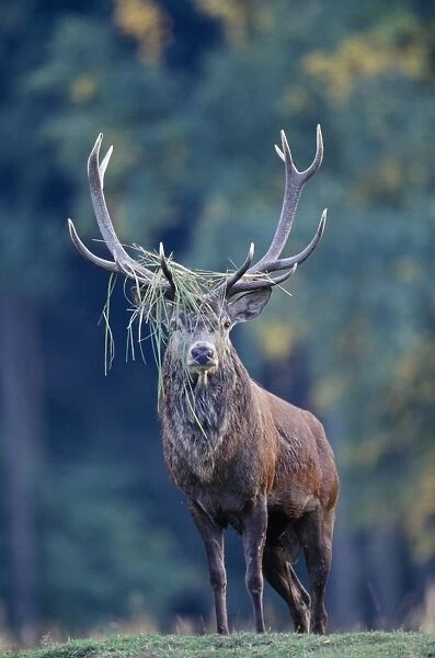 Red Deer. SM-1475. Red Deer - with grass  /  foliage caught in antlers