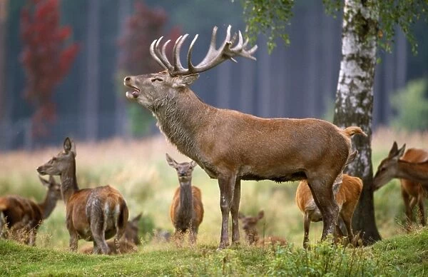 Red Deer. SM-2201. Red Deer - male in rutting season roaring