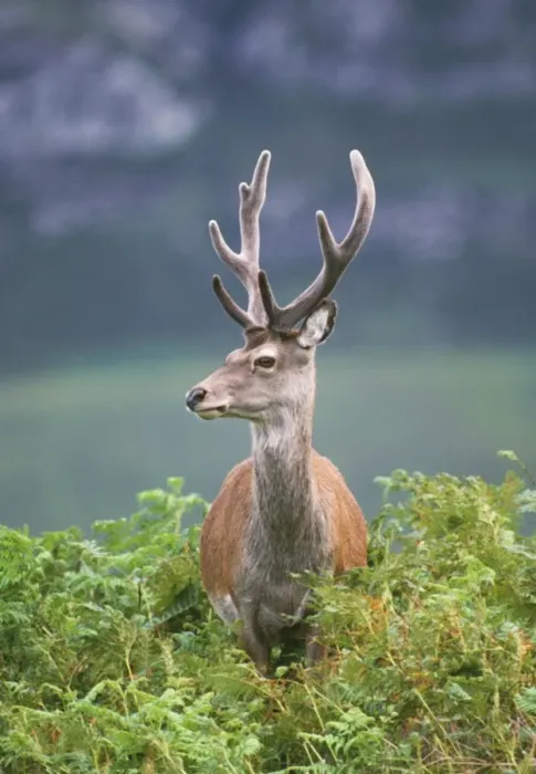 Framed Print : Red Deer. JD-4599. RED DEER - IN BRACKEN Framed Print : Red Deer. JD-4599. RED DEER - IN BRACKEN