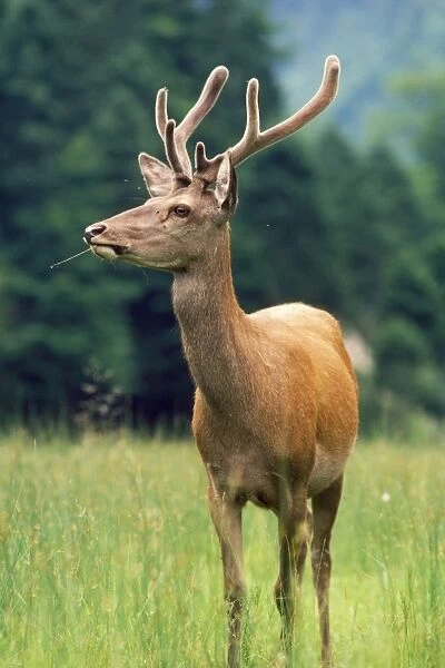 Red Deer. JPF-4936. RED DEER. Cervus elaphus