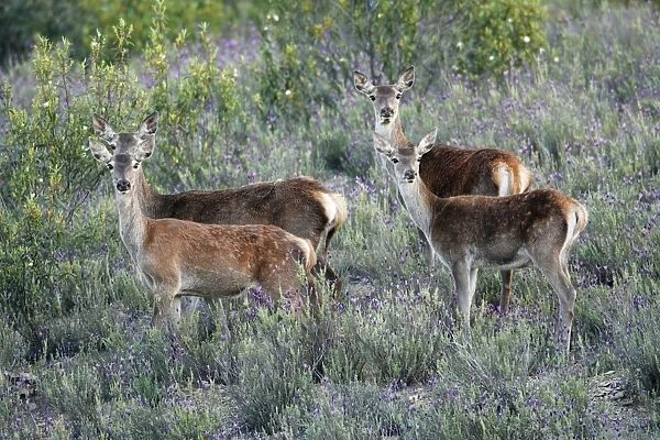 Red Deer - 2 hinds with their calves in scrub Lavender, region of Alentejo, Portugal