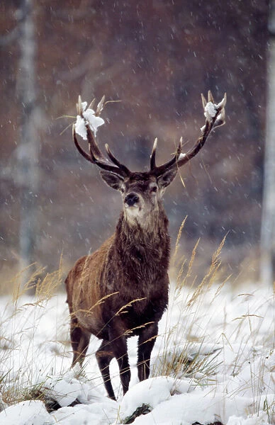 Red Deer. SM-1647 Red Deer Cervus elephus Stefan Meyers Please note that