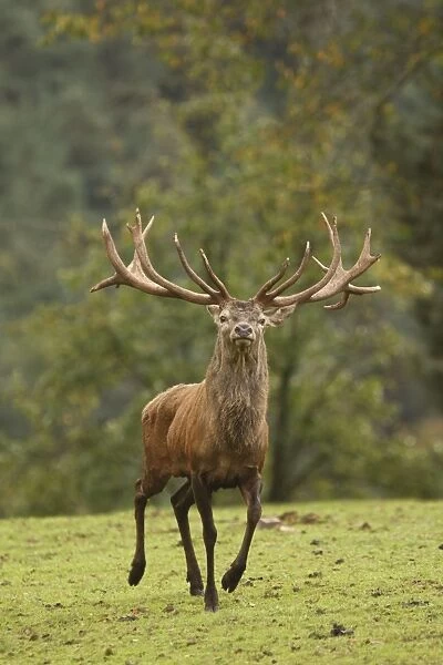Red Deer - buck in rut season - Germany