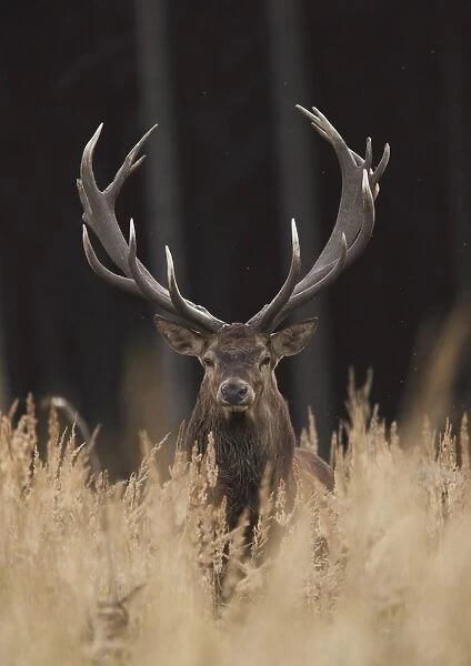 Red Deer - buck - Saxonia - Germany