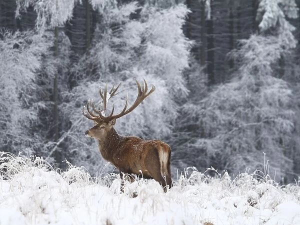 Red Deer - buck in snow covered landscape - Germany
