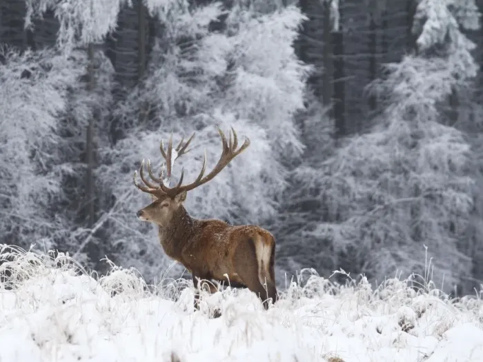Framed Print : Red Deer - buck in snow covered landscape - Germany Framed Print : Red Deer - buck in snow covered landscape - Germany