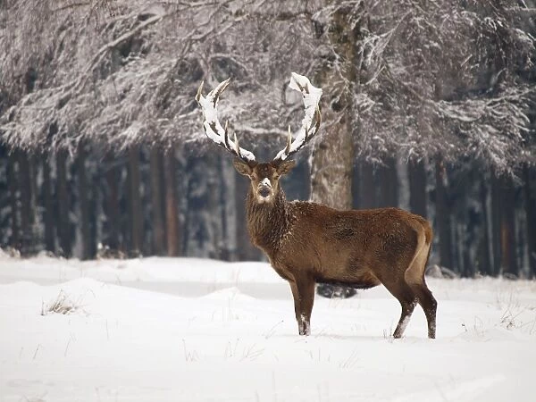 Red Deer - buck in snow - Germany