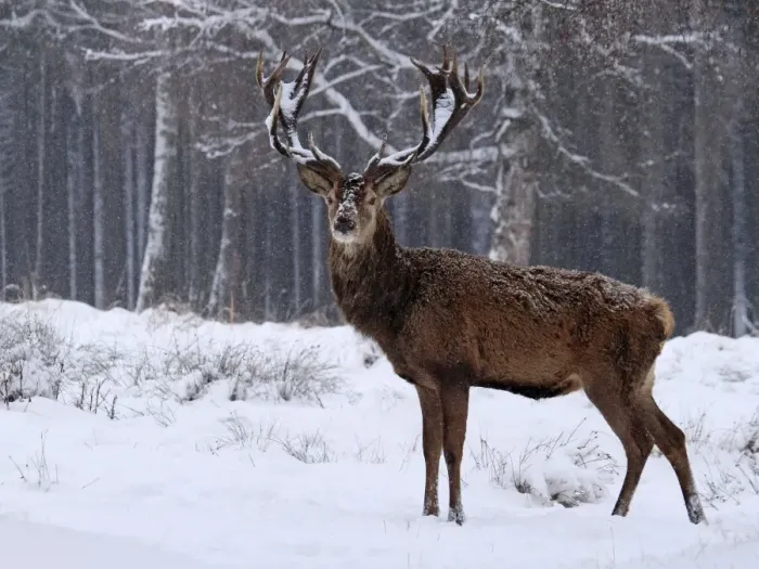 Framed Print : Red Deer - buck in snowfall - Germany Framed Print : Red Deer - buck in snowfall - Germany
