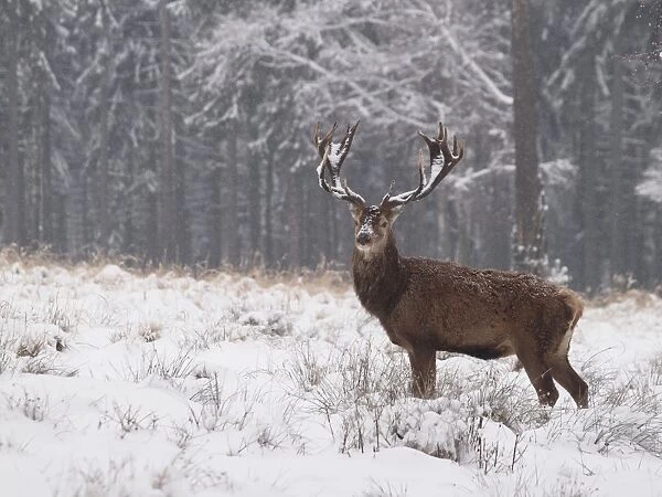 Red Deer - buck in snowfall - Germany