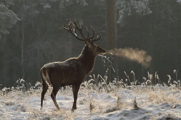 Red Deer - buck in winter snow - Germany