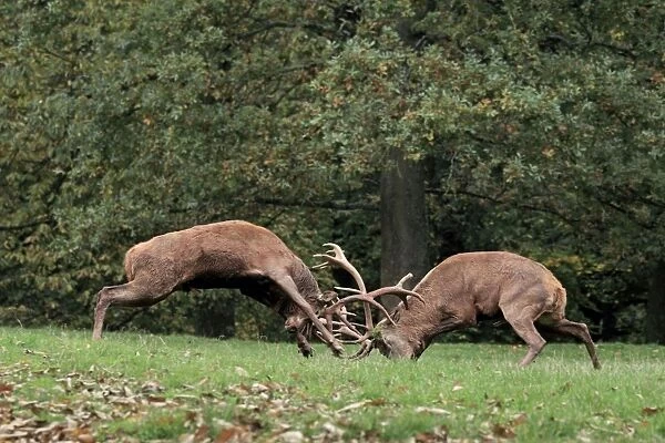 Red Deer - bucks fighting - Pfalzer Wald - Germany