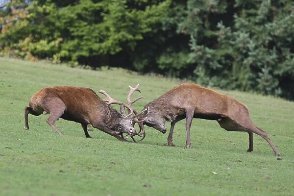Red Deer - bucks fighting in rut season - Germany