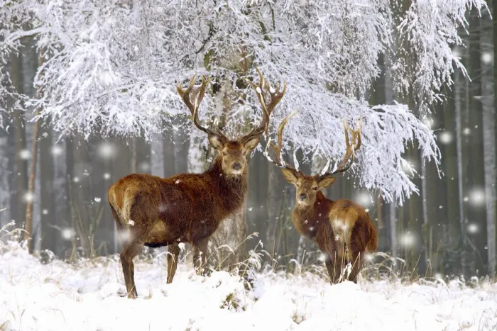 Framed Print : Red Deer - bucks in snow Framed Print : Red Deer - bucks in snow