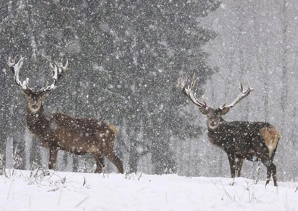 Red Deer - bucks in snow blizzard
