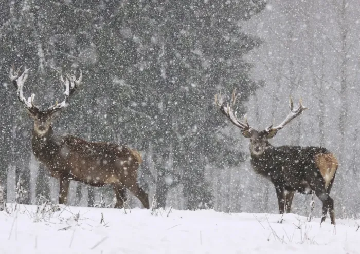 Framed Print : Red Deer - bucks in snow blizzard Framed Print : Red Deer - bucks in snow blizzard