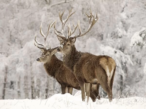 Red Deer - bucks in snow - Germany