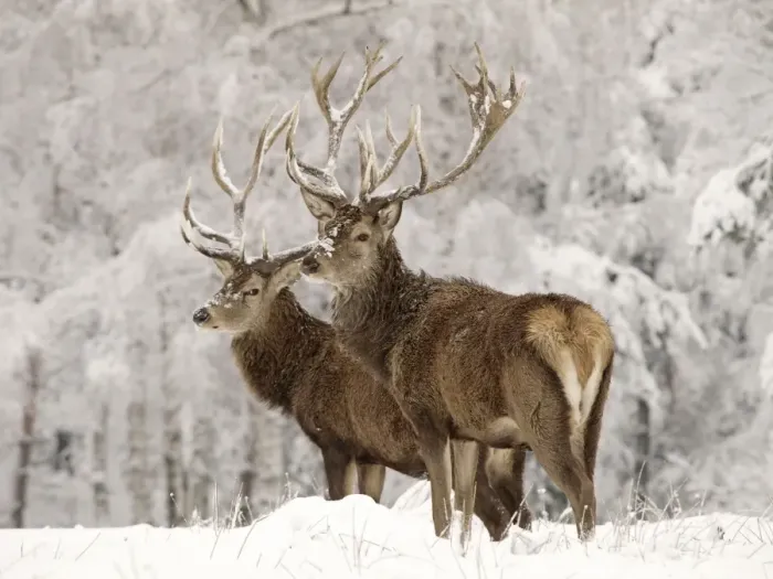 Framed Print : Red Deer - bucks in snow - Germany Framed Print : Red Deer - bucks in snow - Germany