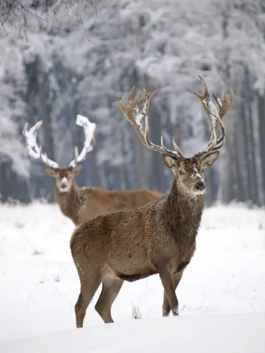 Framed Print : Red Deer - bucks in snow - Germany Framed Print : Red Deer - bucks in snow - Germany