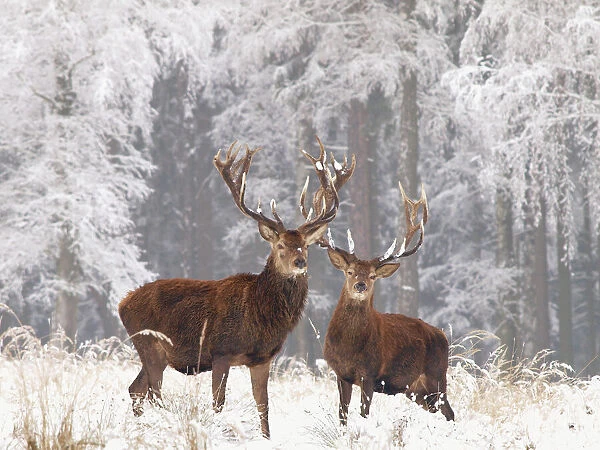 Red deer bucks in snow, Germany