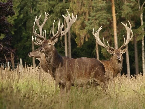 Red deer - bucks in summer - Germany