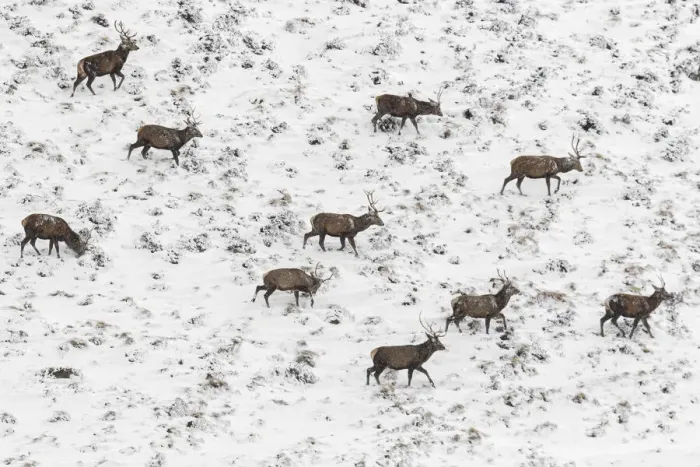Framed Print : Red Deer (Cervus elaphus) ~ wailking through snow ~ Cairngorms National Park, Scotland Framed Print : Red Deer (Cervus elaphus) ~ wailking through snow ~ Cairngorms National Park, Scotland