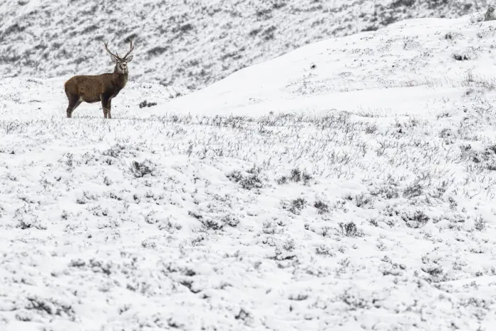 Framed Print : Red Deer (Cervus elaphus) ~ wailking through snow ~ Cairngorms National Park, Scotland Framed Print : Red Deer (Cervus elaphus) ~ wailking through snow ~ Cairngorms National Park, Scotland