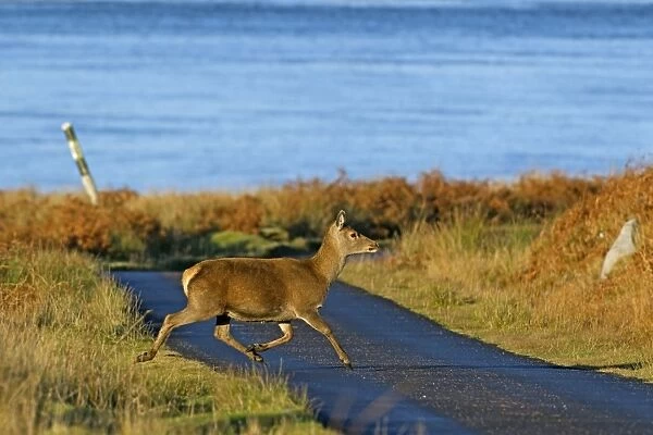 Red Deer crossing road - Scotland - UK MA002328