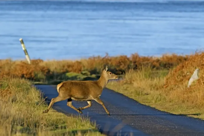 Framed Print : Red Deer crossing road - Scotland - UK MA002328