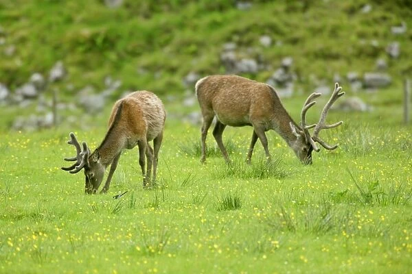 Red Deer Farming deer in enclosure during spring Glen Etive, Glencoe area, Highlands, Scotland, UK